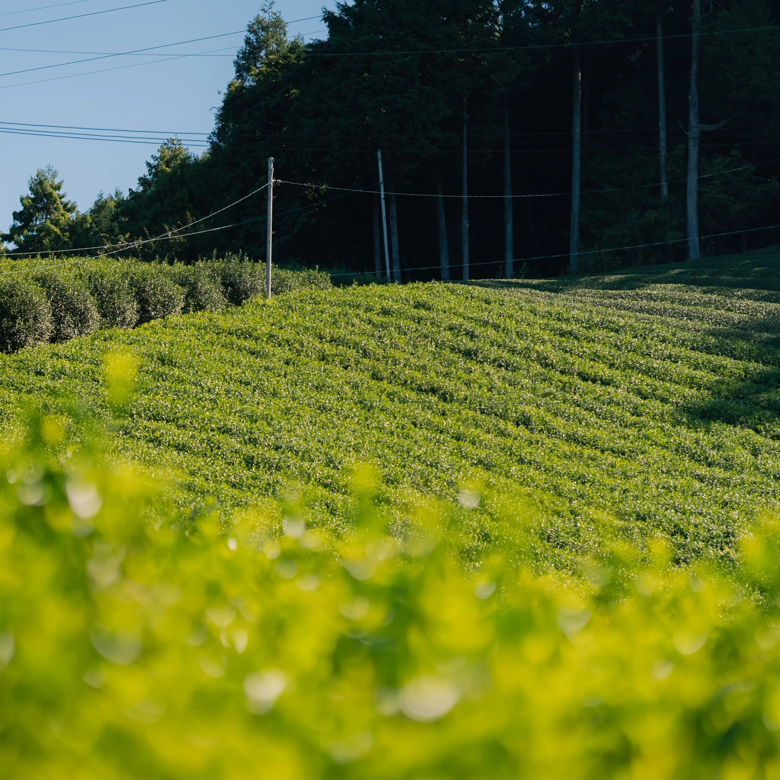 Why Organic Uji Matcha Is So Rare — And Why It Matters - TWO Matcha – Tea With Origin