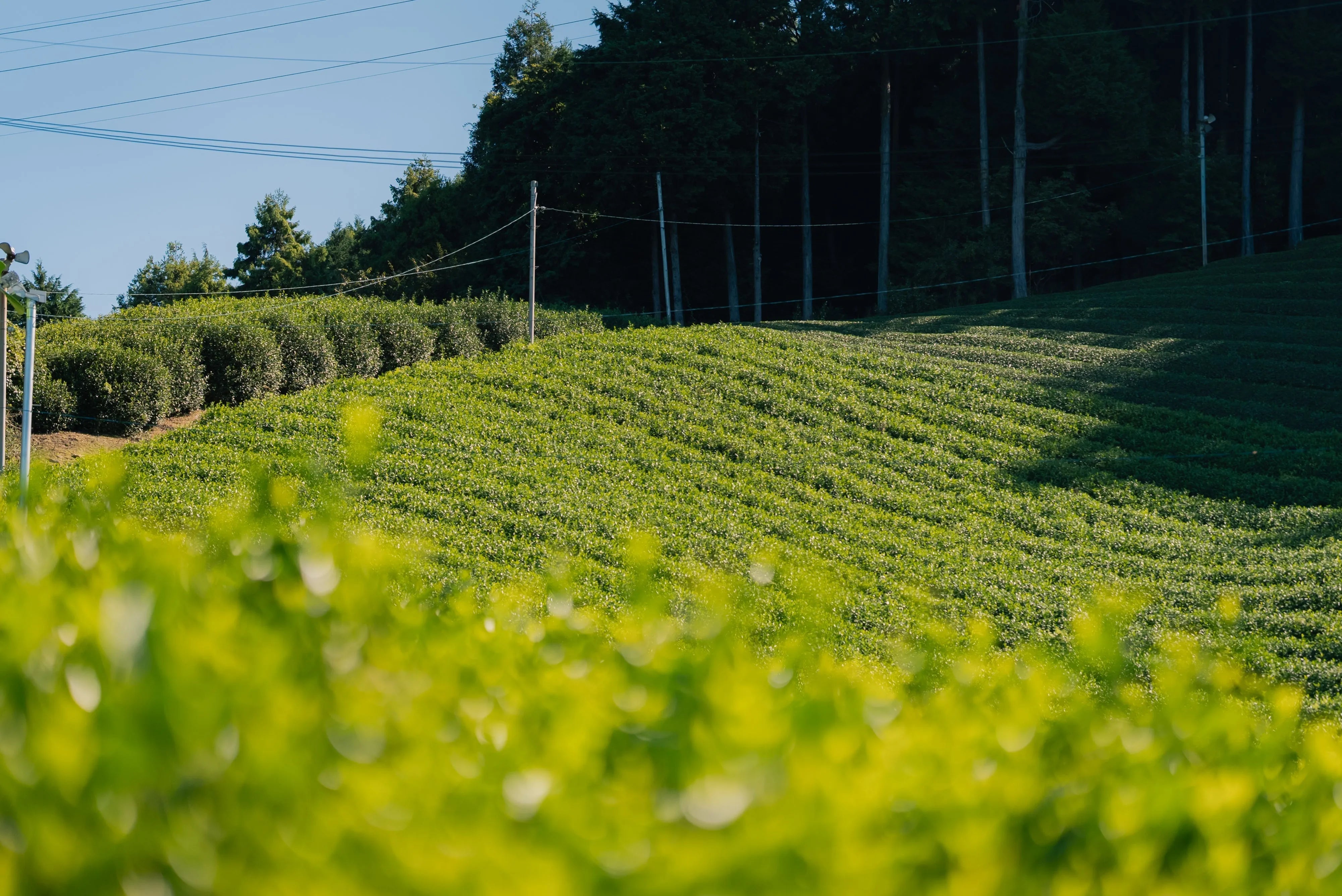 Why Organic Uji Matcha Is So Rare — And Why It Matters - TWO Matcha – Tea With Origin