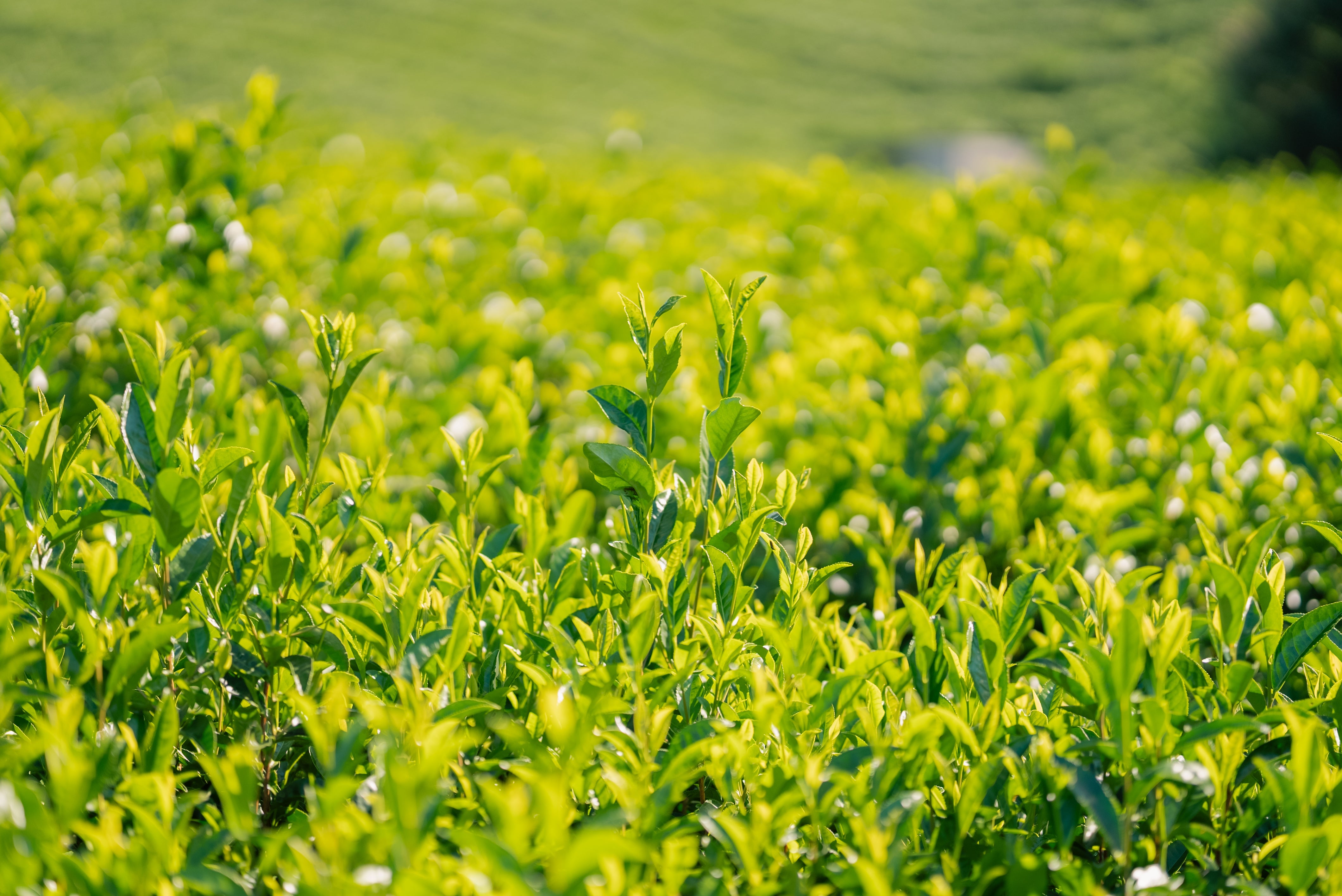 Organic Matcha